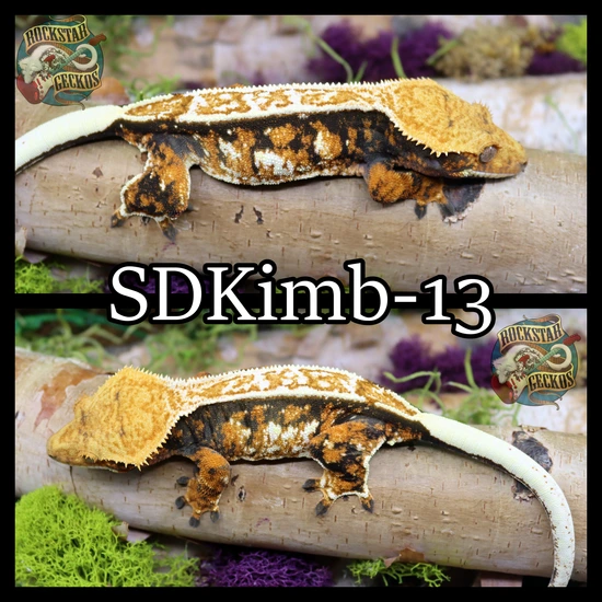 High Contrast Tri - Crested Gecko