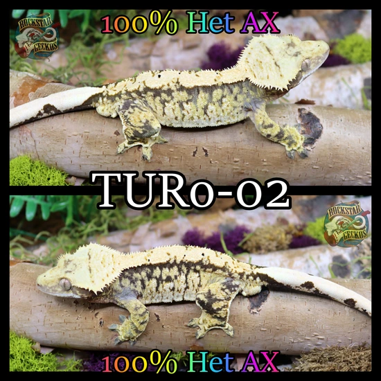 100% Het Axanthic - Crested Gecko