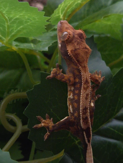 Nice Bright White Tri-color Pinstripe - Crested Gecko