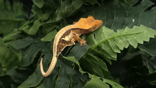 Lily White Whie Wall - Crested Gecko