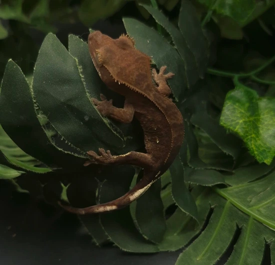 Dark Based Phantom - Crested Gecko