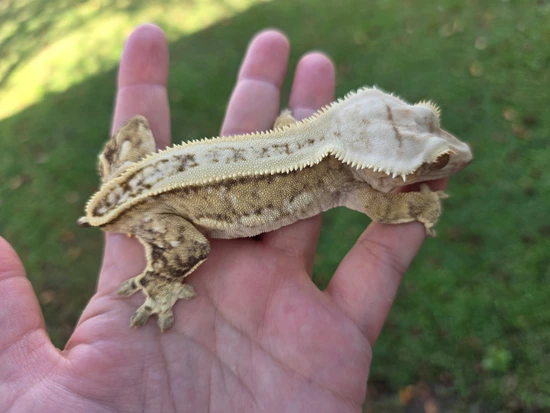Yellow Pinstripe - Crested Gecko