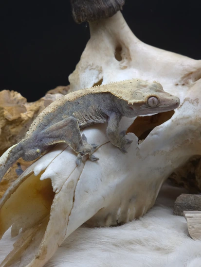 Grumpy Male - Crested Gecko