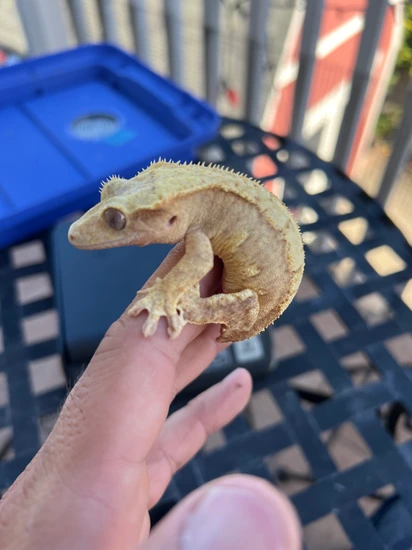 Yellow Pale Harlequin - Crested Gecko