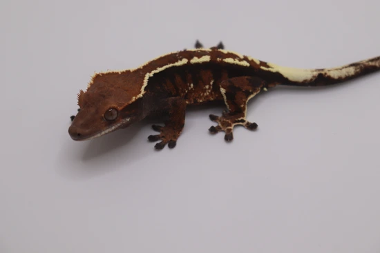 HIGH Contrast Prob Male Cappuccino! - Crested Gecko