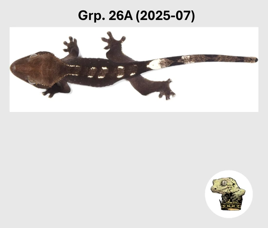 Super Dark Visual Axanthic! - Crested Gecko