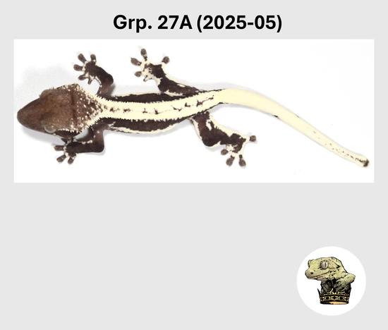 Stunning Axanthic Lilly White! - Crested Gecko