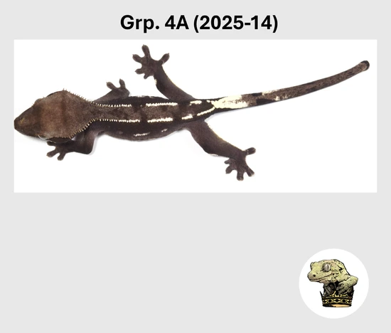 Amazing Visual Axanthic! - Crested Gecko