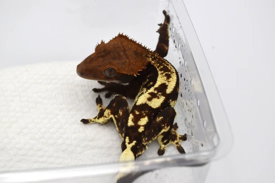 Killer Tux Line Cappuccino - Crested Gecko