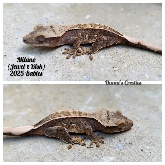 Baby From Pink/ Red Pair - Crested Gecko