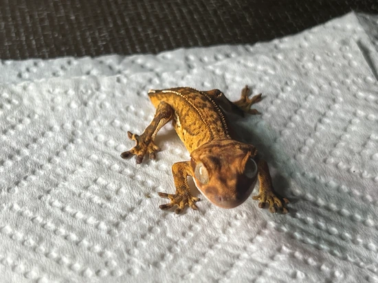 2 Pack Crested Geckos