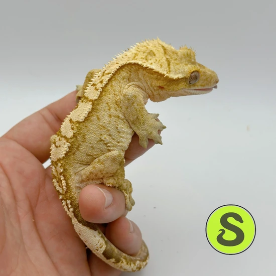 Cream Yellow Crested Gecko