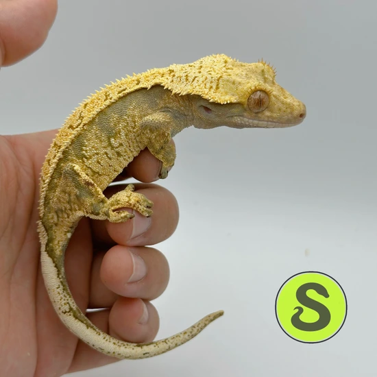Cream Crested Gecko