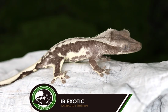 Lilly White Axanthic - Crested Gecko