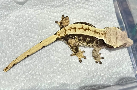 66% Het Axanthic Female - Free Shipping - Crested Gecko