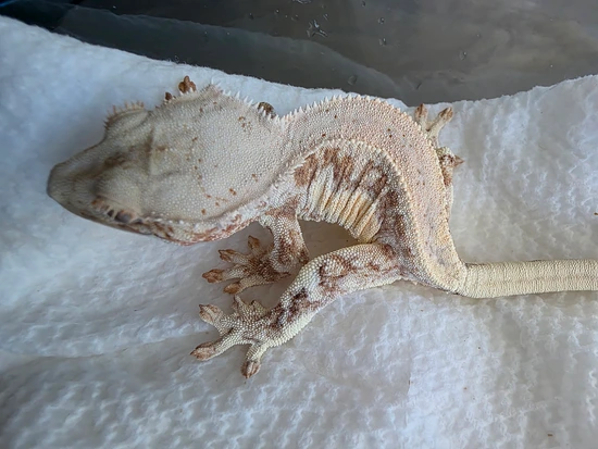 Sonic Trash Cat X Catto - Orange Lilly Female - Crested Gecko