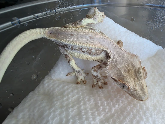 Flea X Mogwai - Killer Yellow Lilly - Crested Gecko