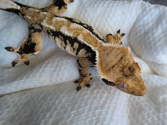 Niffin X Delphi - Holdback Tricolor Female - Crested Gecko