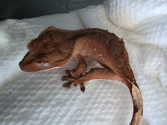 Zydrate X Ebisu - Killer Red Phantom - Crested Gecko