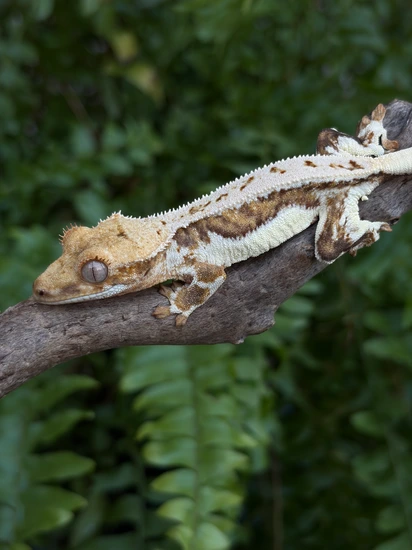 Yellow Lilly White- PV - Crested Gecko