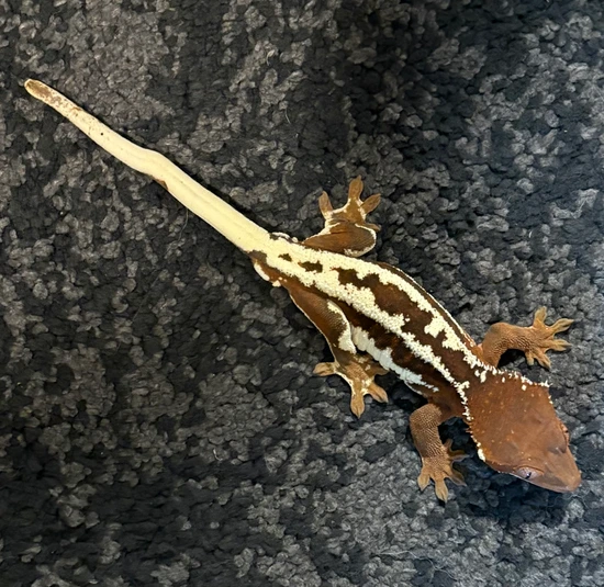 Pet Only - Frappuccino - Crested Gecko