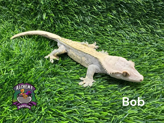 Olive Base Flame - Crested Gecko