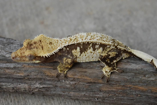 Pinstripe Harlequin - Crested Gecko