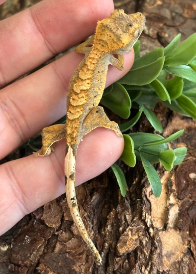 Banded Dalmatian - Crested Gecko