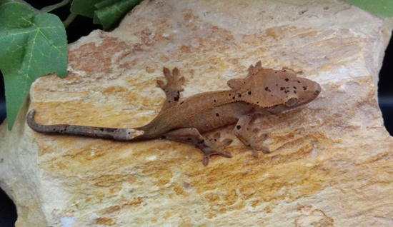 Bunny - PET ONLY - Crested Gecko