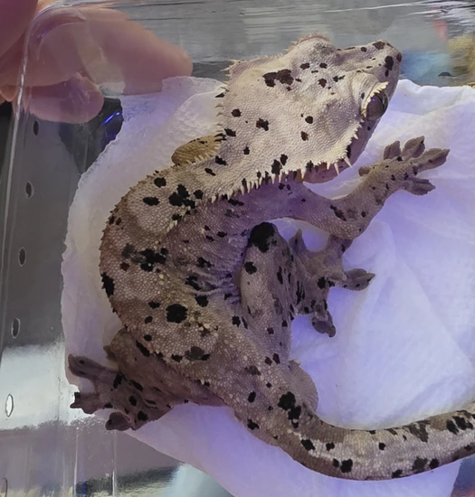 Yellow Dalmatian - Crested Gecko