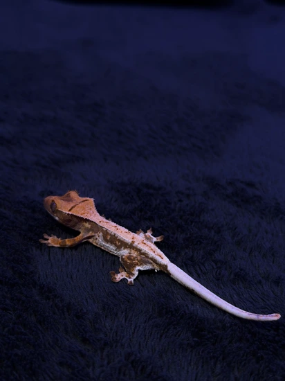 Crested Gecko (Lily White X Red Phantom)
