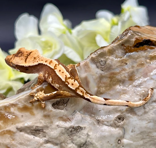 Tricolor - Poss Softscale - Crested Gecko