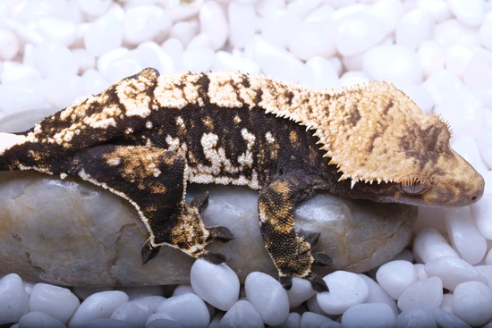 Dark Base Harlequin - Crested Gecko