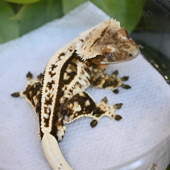Quadstripe Male - Crested Gecko