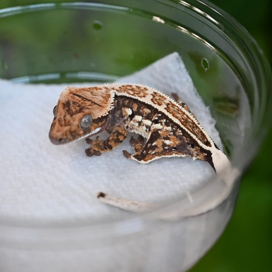 Dark Base Pinstripe - Crested Gecko