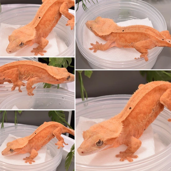 Pink Base - Phantom X Paper White + Super Soft X Super Stripe Combo - See Description For Traits & Genes - 44g Female - Crested Gecko