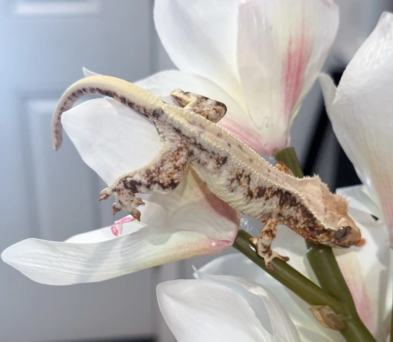 Nori And Graph•03 - Crested Gecko