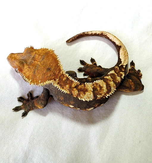 100% Het Axanthic Female 47g - Crested Gecko