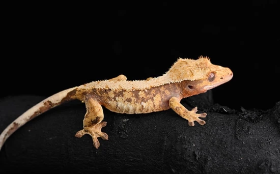 Sabrina (Proven Tricolor - Fringemorphs) - Crested Gecko