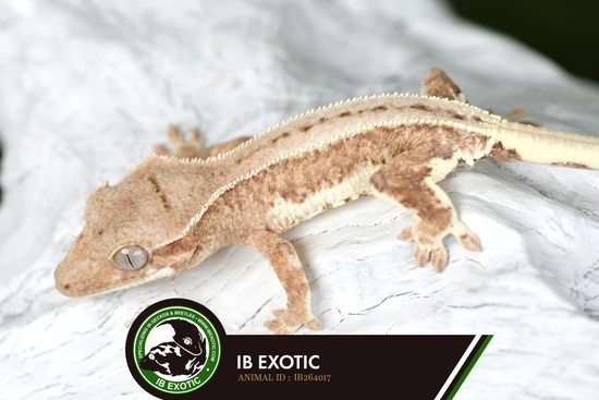 Blue Eyed Lilly White - NPV - Crested Gecko