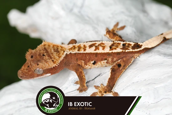 Low Reserve! 100% Het Axanthic - PV 🔥🔥🔥 - Crested Gecko