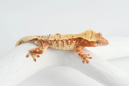 Hypo Red/High White Extreme Harlequin - Crested Gecko