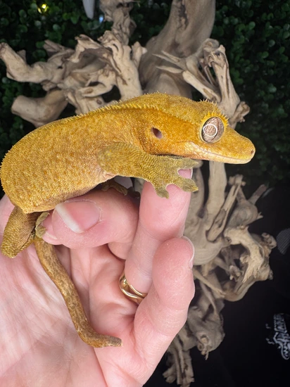 Red Phantom - Crested Gecko