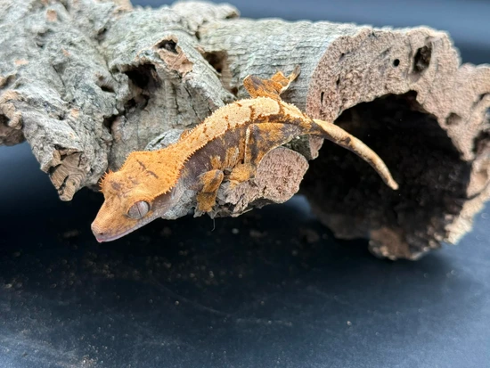 Crested Gecko 3 Lot