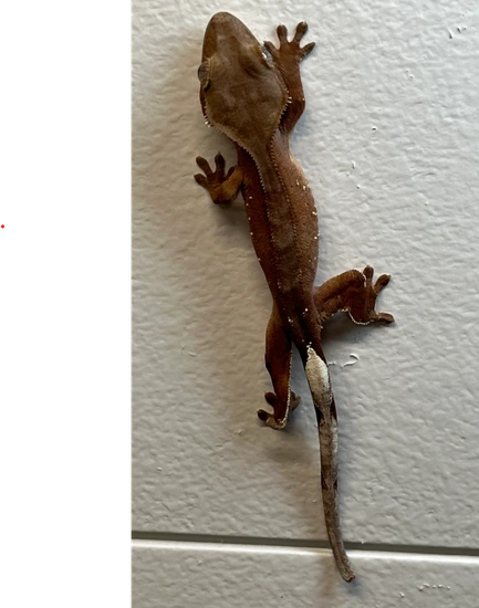 Crested Gecko