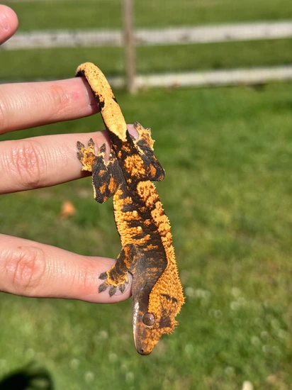 Beautiful Tangerine Extreme Harlequin - Crested Gecko