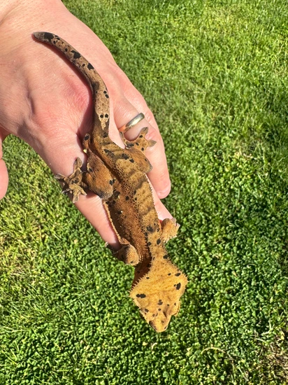 RTB Super Dal - Crested Gecko
