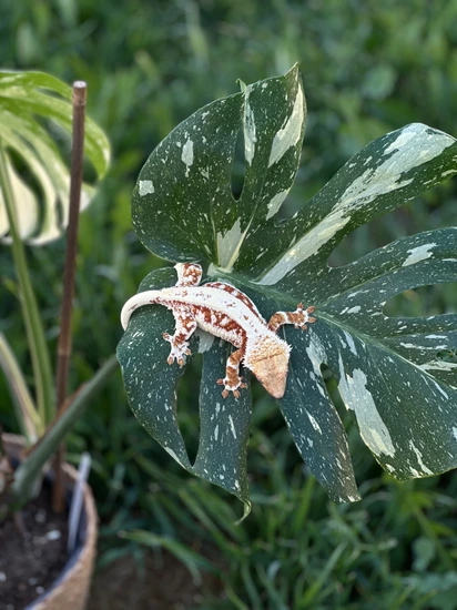 Alligator Blood - Crested Gecko