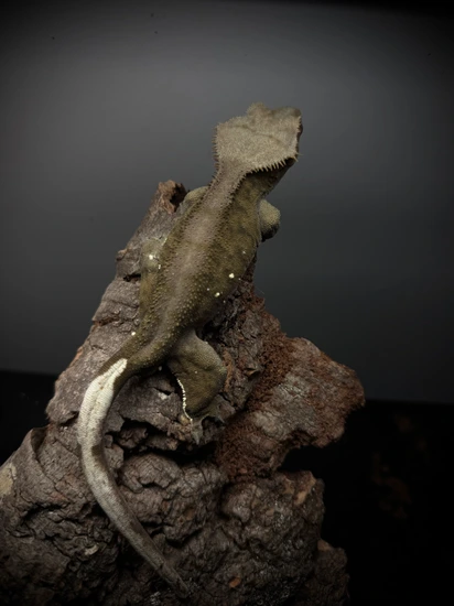 NO RESERVE Dark Phantom Portholes Green Based Crested Gecko MALE
