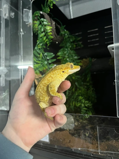 Tiger Male - Crested Gecko